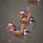 ����ɽ��Ȼ���