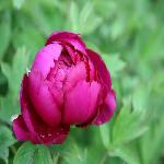 ����ɽ��Ȼ���