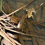 ����ɽ��Ȼ���