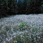 ����ɽ��Ȼ���